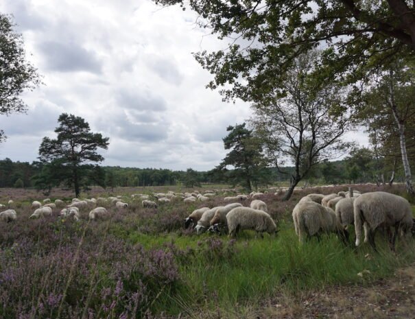 Wandelen Brunssummerheide