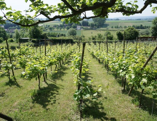 Wijnroutes Zuid Limburg